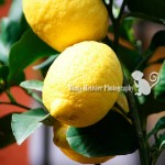 Bombarded by Lemons