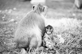 Angkor Thom Monkeys